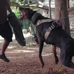 comprar-doberman-en-guadalajara-alex-acosta