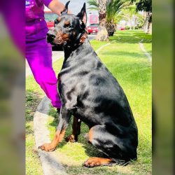 comprar-doberman-en-guadalajara-barbara