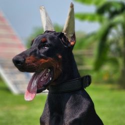comprar-doberman-en-guadalajara-draco