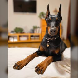 comprar-doberman-en-guadalajara-manuel-quintal