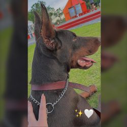 comprar-doberman-en-guadalajara