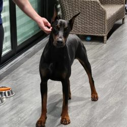 comprar-doberman-en-guadalajara-romualdo